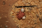 121216 --- Gruppbild av R9, R10 och ägg